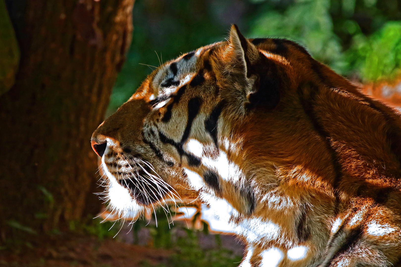 "Nickerchen vom Tigerchen" - die Abendsonne macht's