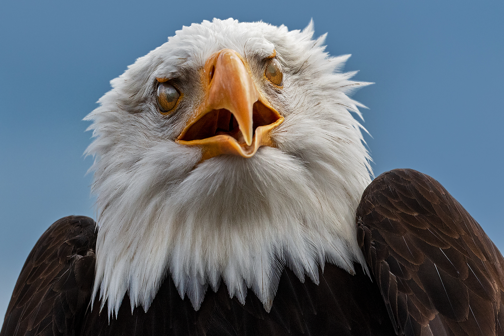 Nickhaut beim Weißkopseeadler