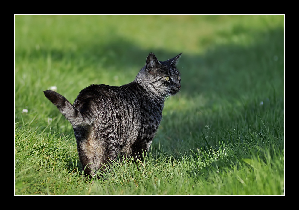 Nicki, unser Streuner