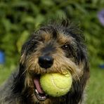 Nicky mit Tennisball 1