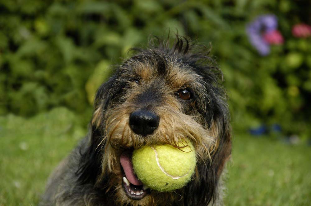 Nicky mit Tennisball 1 - reload