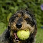 Nicky mit Tennisball 1 - reload