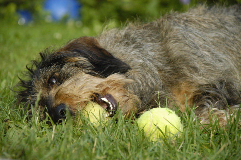 Nicky mit Tennisball 2