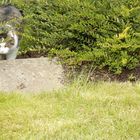 Nico der Streuner auf Jagd