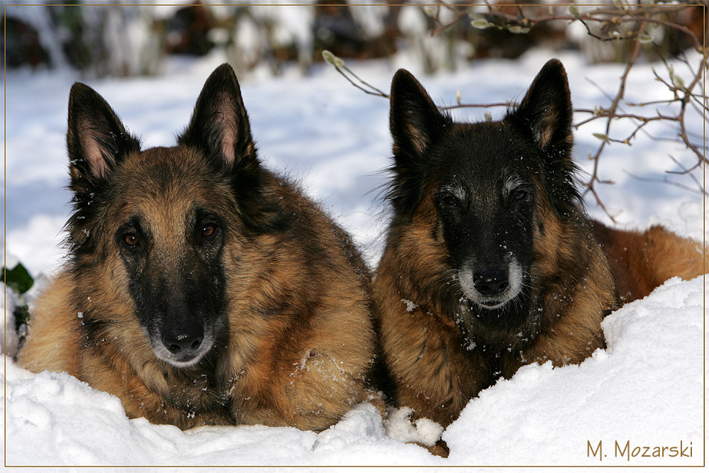 NICO-JERRY-LEE & GIPSY-MAUS