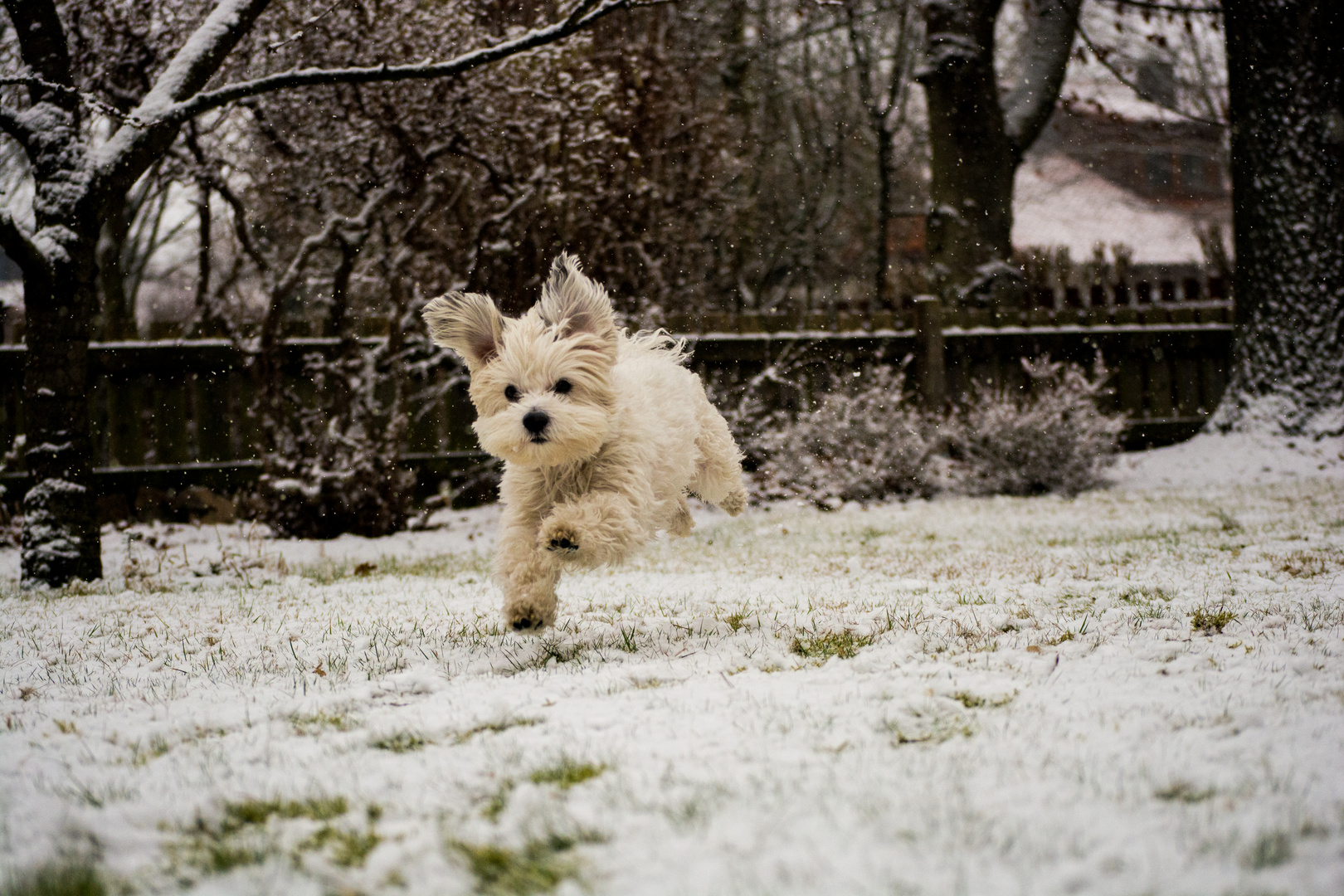 Nico und der Schnee