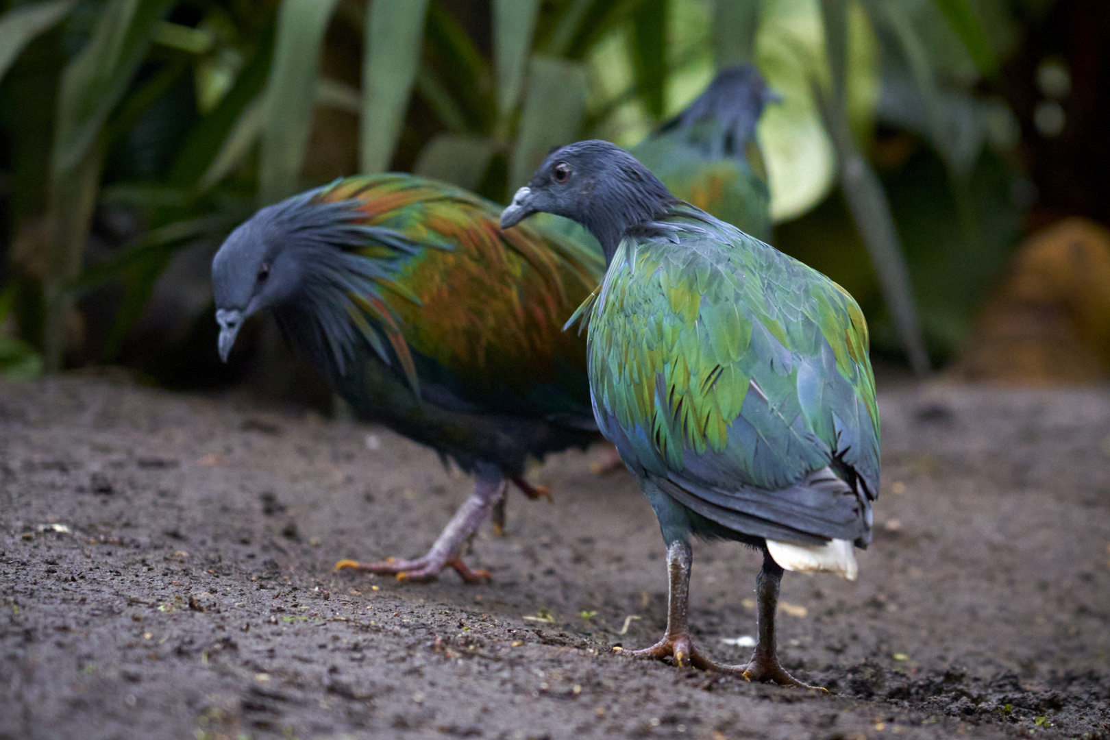 Nicobar pigeon