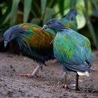 Nicobar pigeon