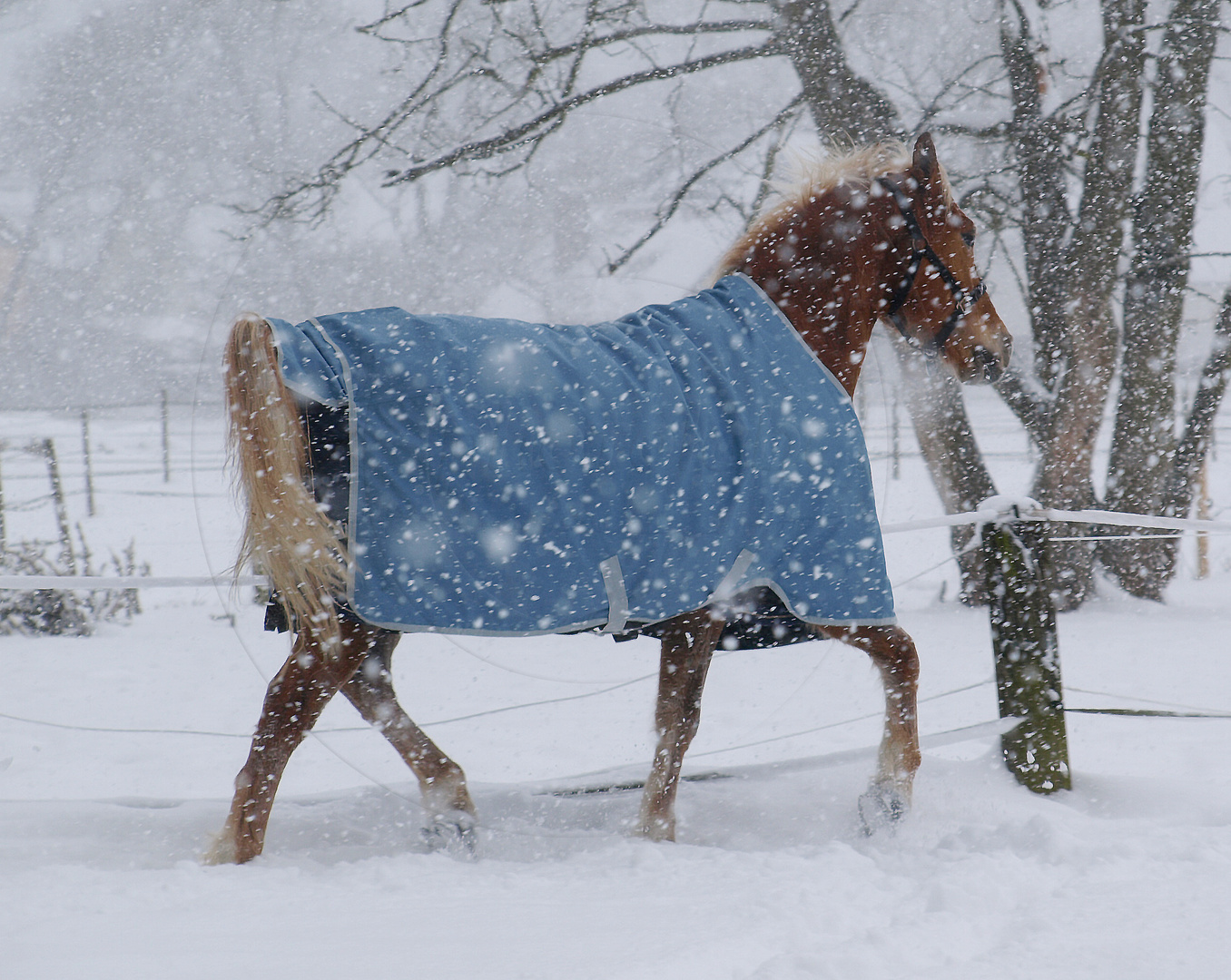 Nicoletto im Schnee