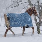 Nicoletto im Schnee