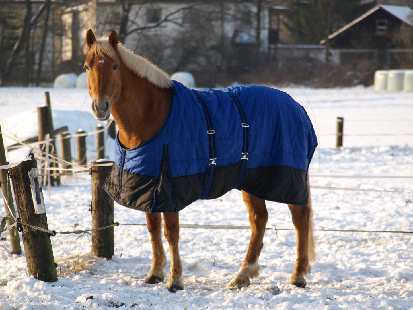 Nicoletto im Schnee