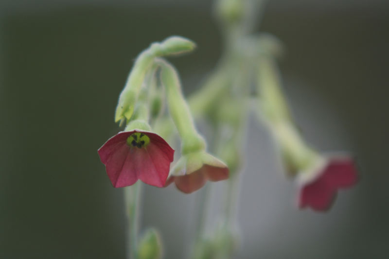 nicotiana