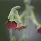 nicotiana