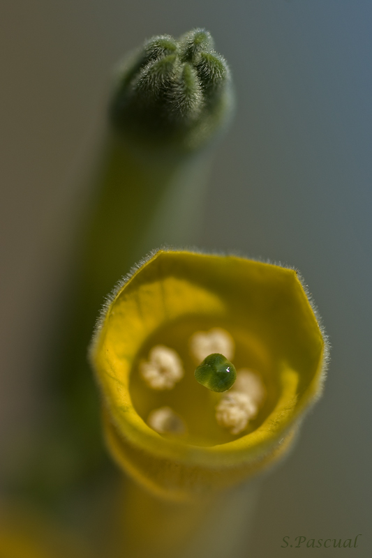 Nicotiana glauca (Tabaco).