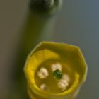 Nicotiana glauca (Tabaco).