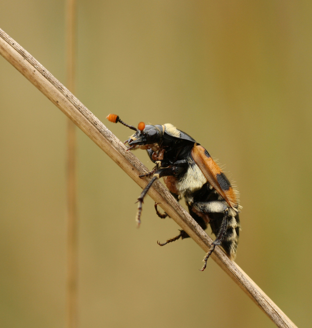 Nicrophorus vespillo