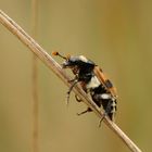 Nicrophorus vespillo