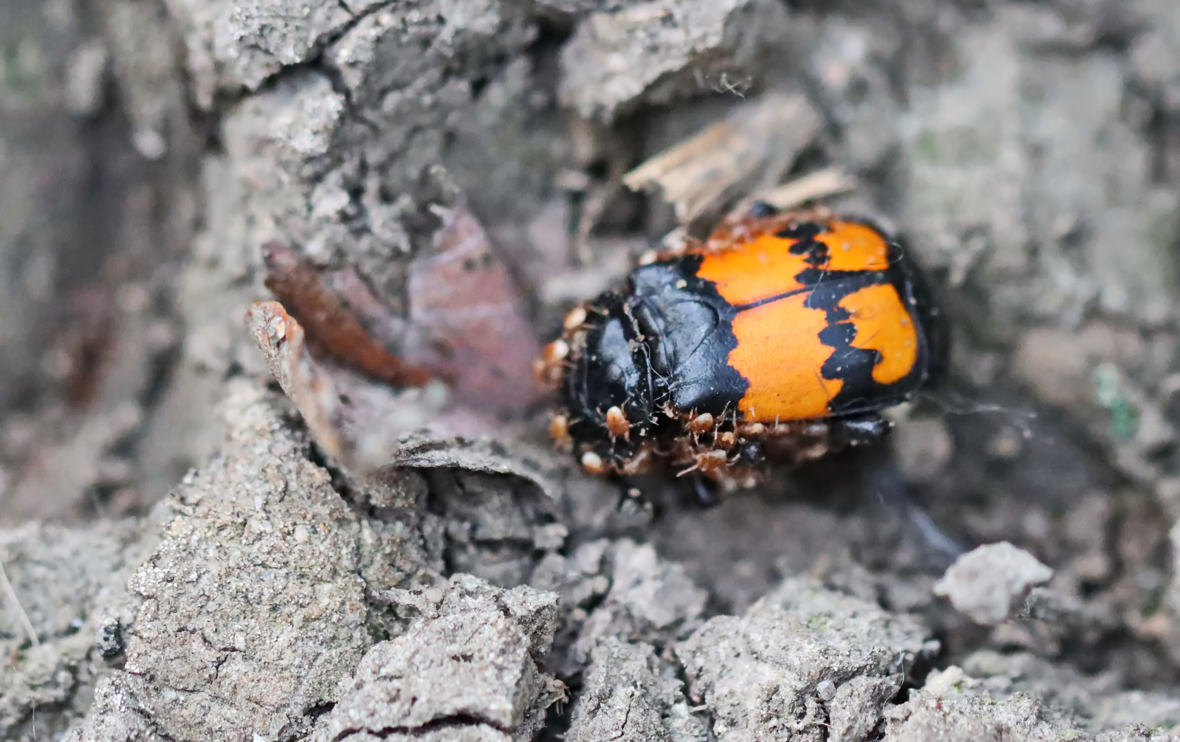 Nicrophorus vespilloides,Schwarzhörniger Totengräber