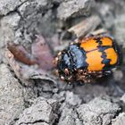 Nicrophorus vespilloides,Schwarzhörniger Totengräber