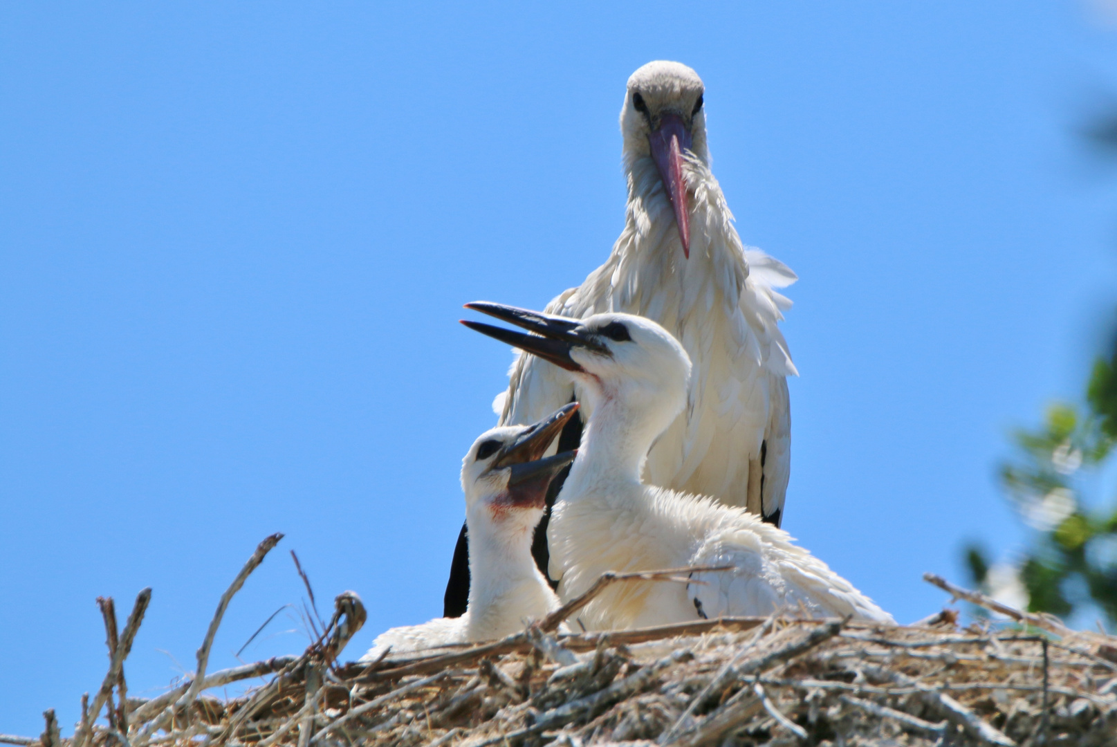 nid de cigogne en camargue