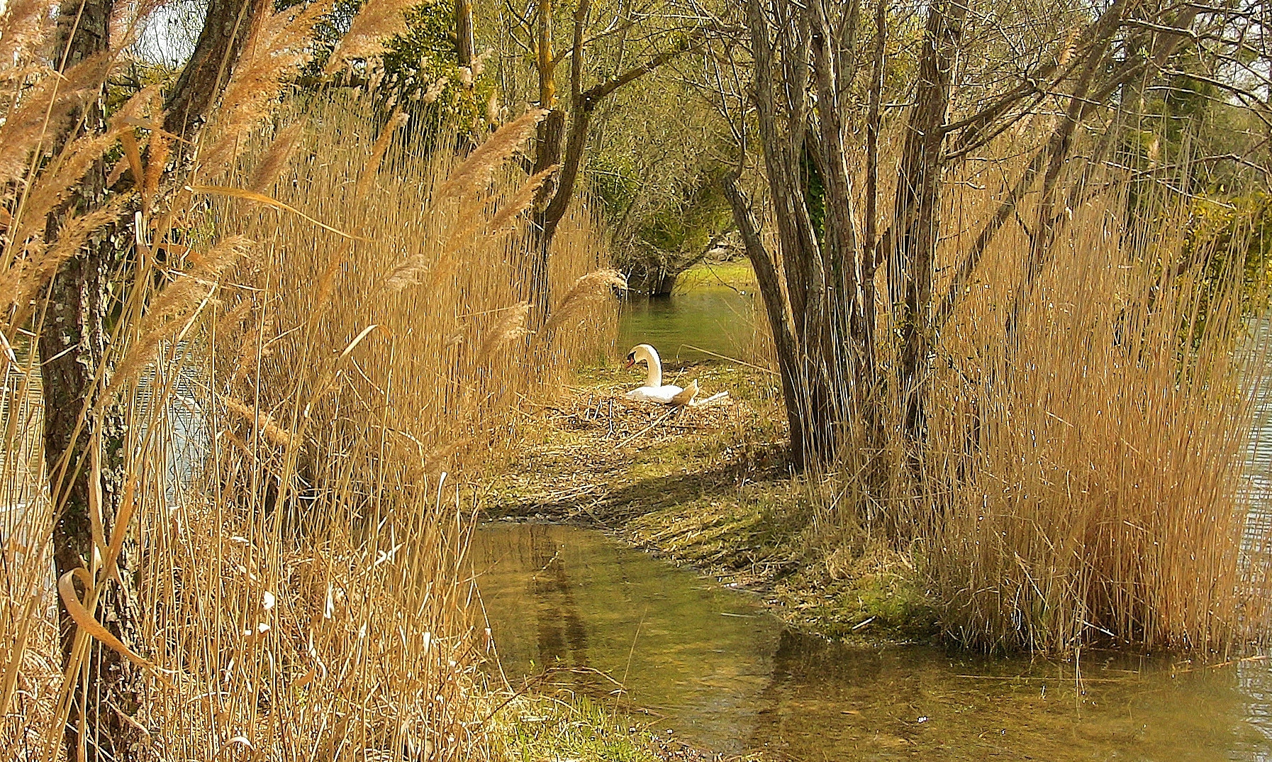 nid de cygne...nid d'amour....