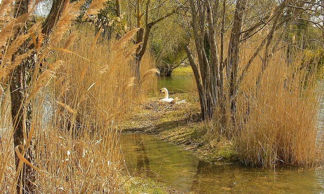 nid de cygne...nid d'amour....