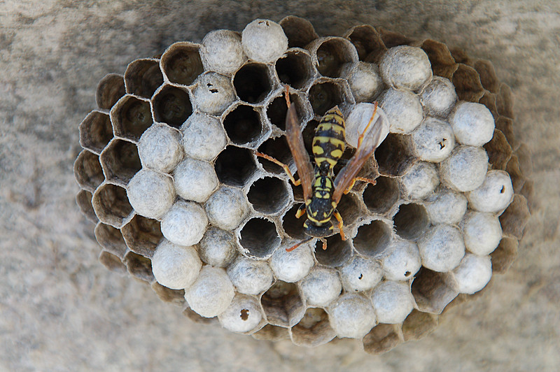 Nid de guêpes! photo et image jardins, animaux, nature Images