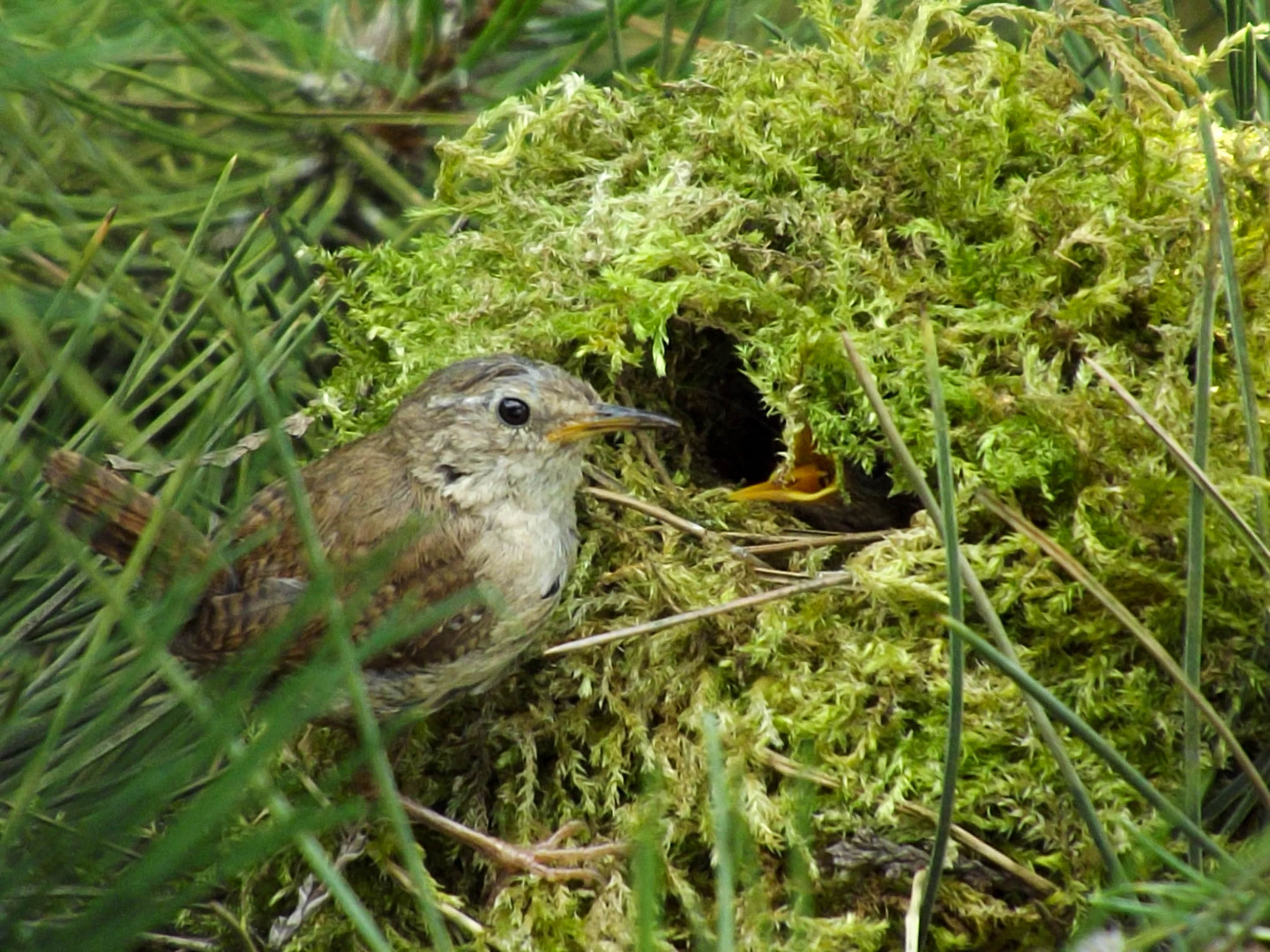 Nid de troglodytes