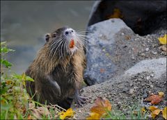 [ Nidda-Nutria ]