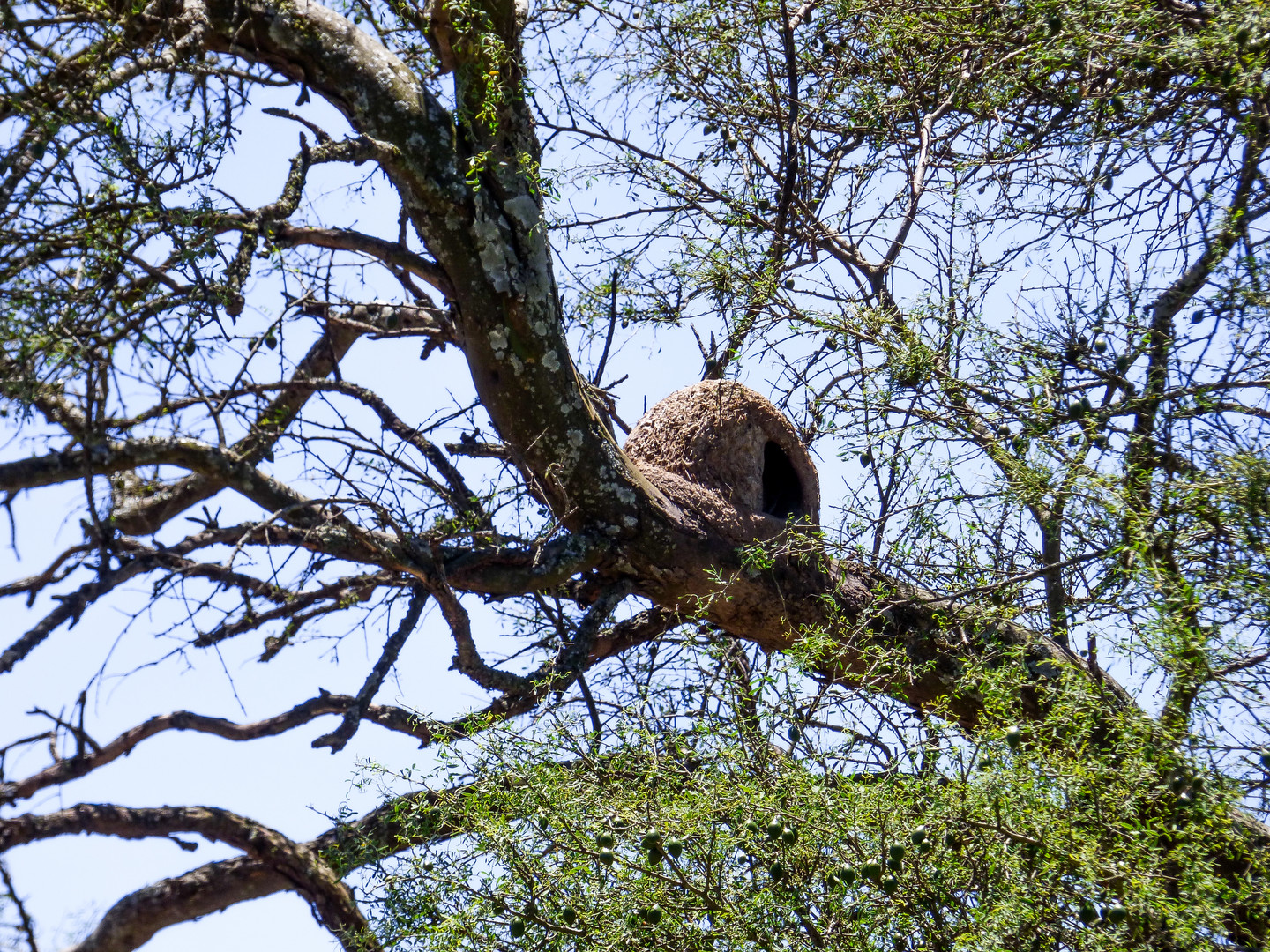 Nido de hornero (Furnarius rufus)