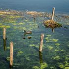 Nido sul fiume