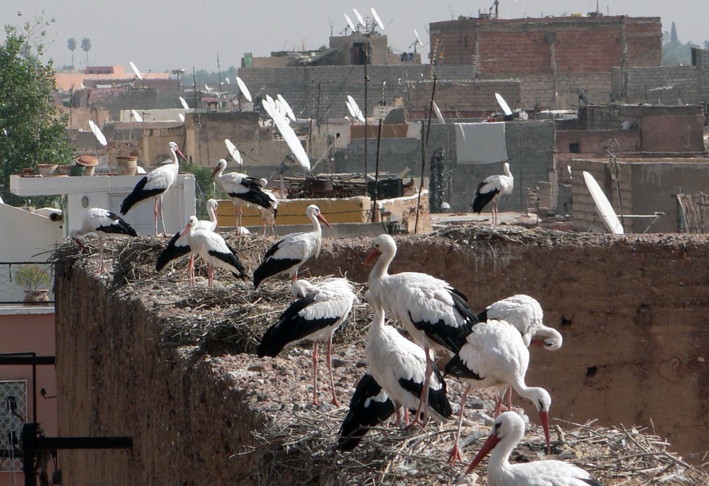 Nids de cigognes sur les toits de Marrakech