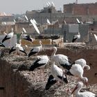 Nids de cigognes sur les toits de Marrakech