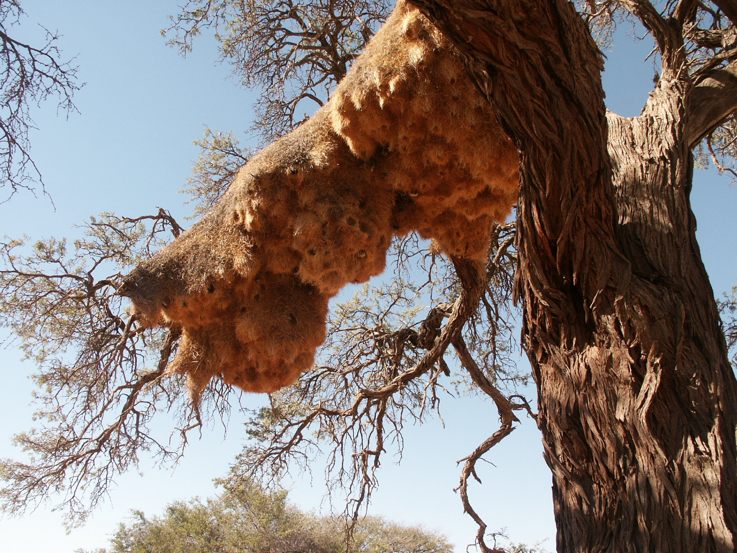 nids sur arbre