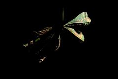 ... nie gesehene Meereskreatur aus der Tiefsee ...