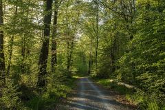 Nie ist der Wald schöner