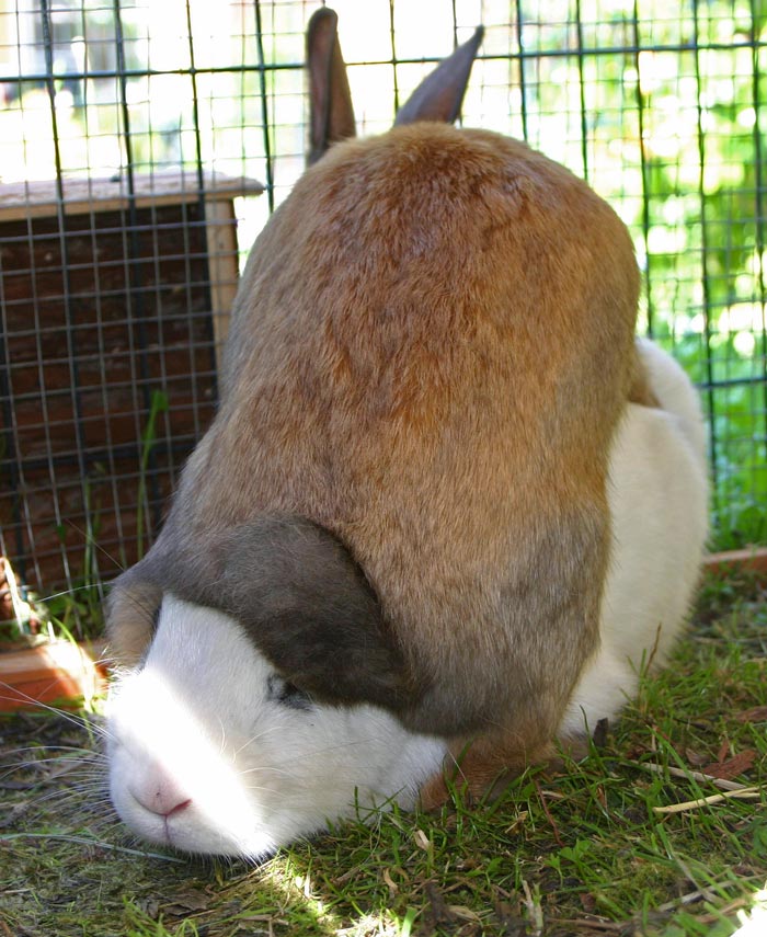 nie mehr kalte Ohren!! Foto & Bild | tiere, haustiere, nagetiere &  kaninchen Bilder auf fotocommunity