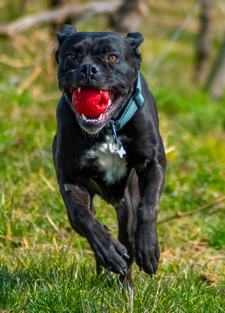 Nie ohne meinen Ball.. 