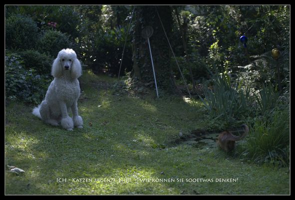 Nie würde ich Katzen jagen ...