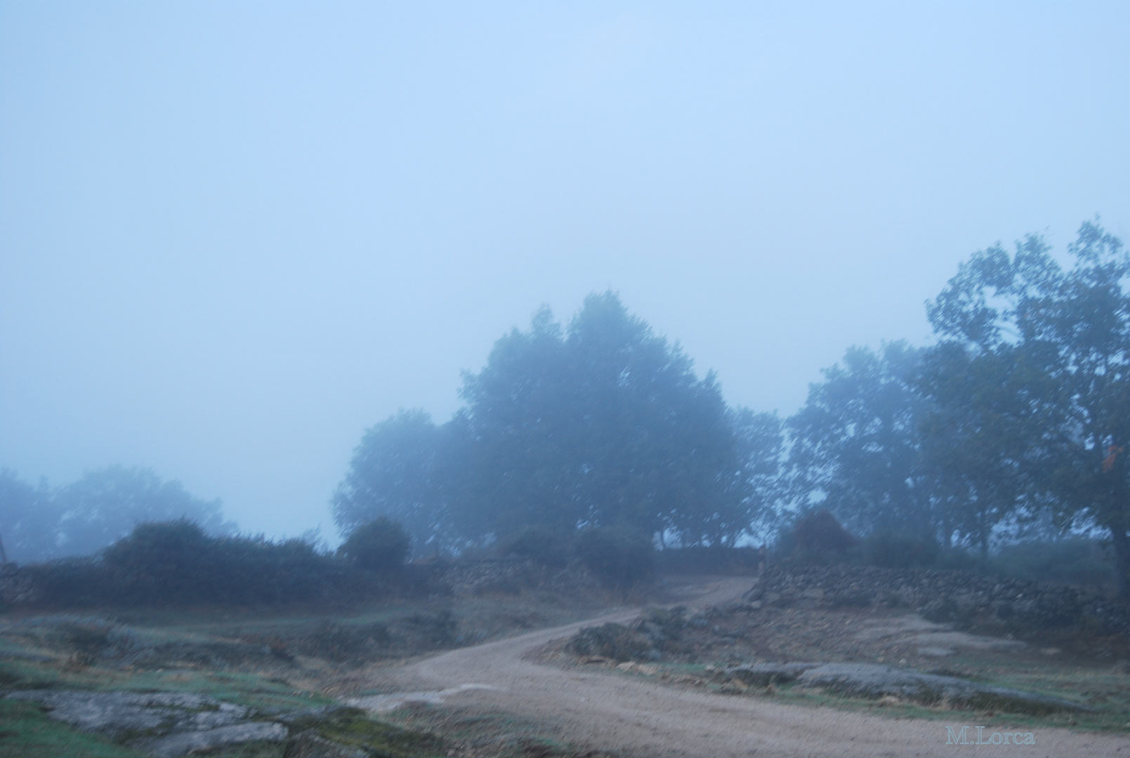 niebla