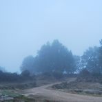 niebla