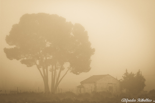 niebla