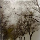 "Niebla"