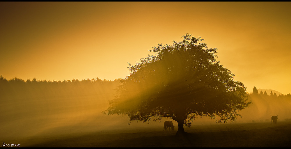 NIEBLA