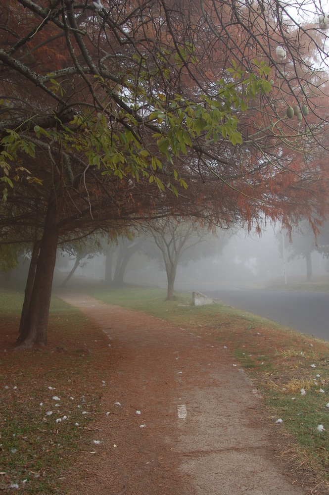 niebla