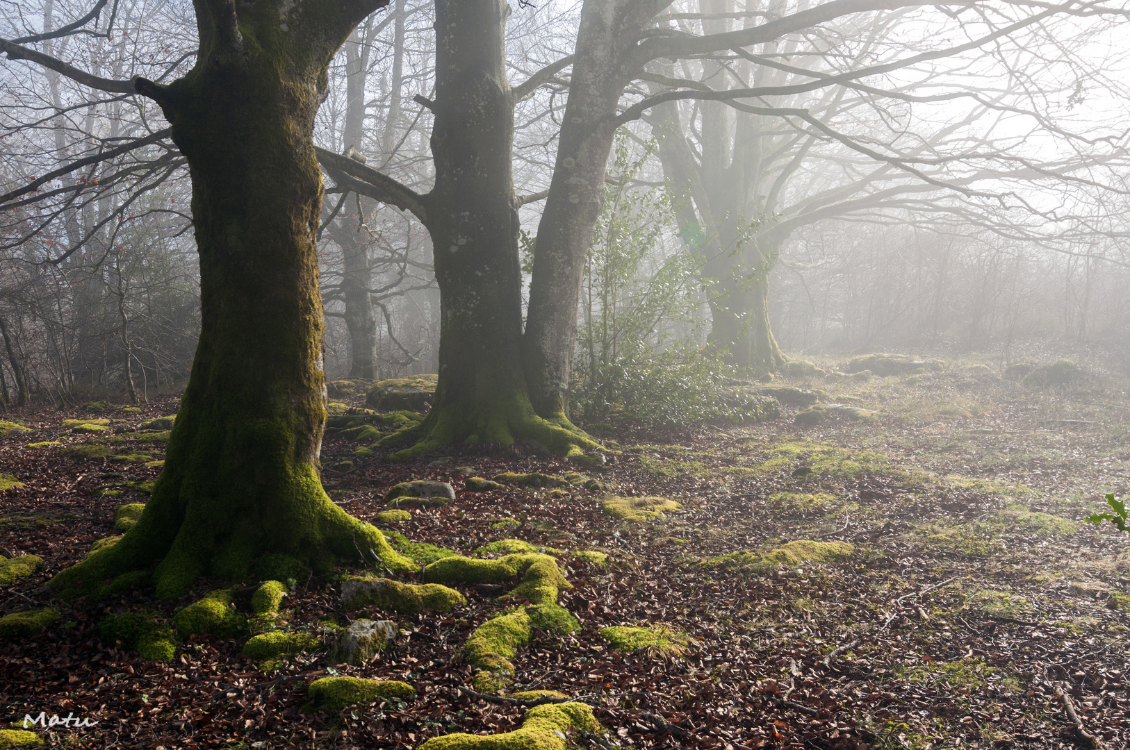 Niebla 