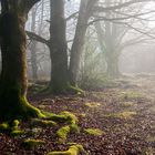 Niebla 