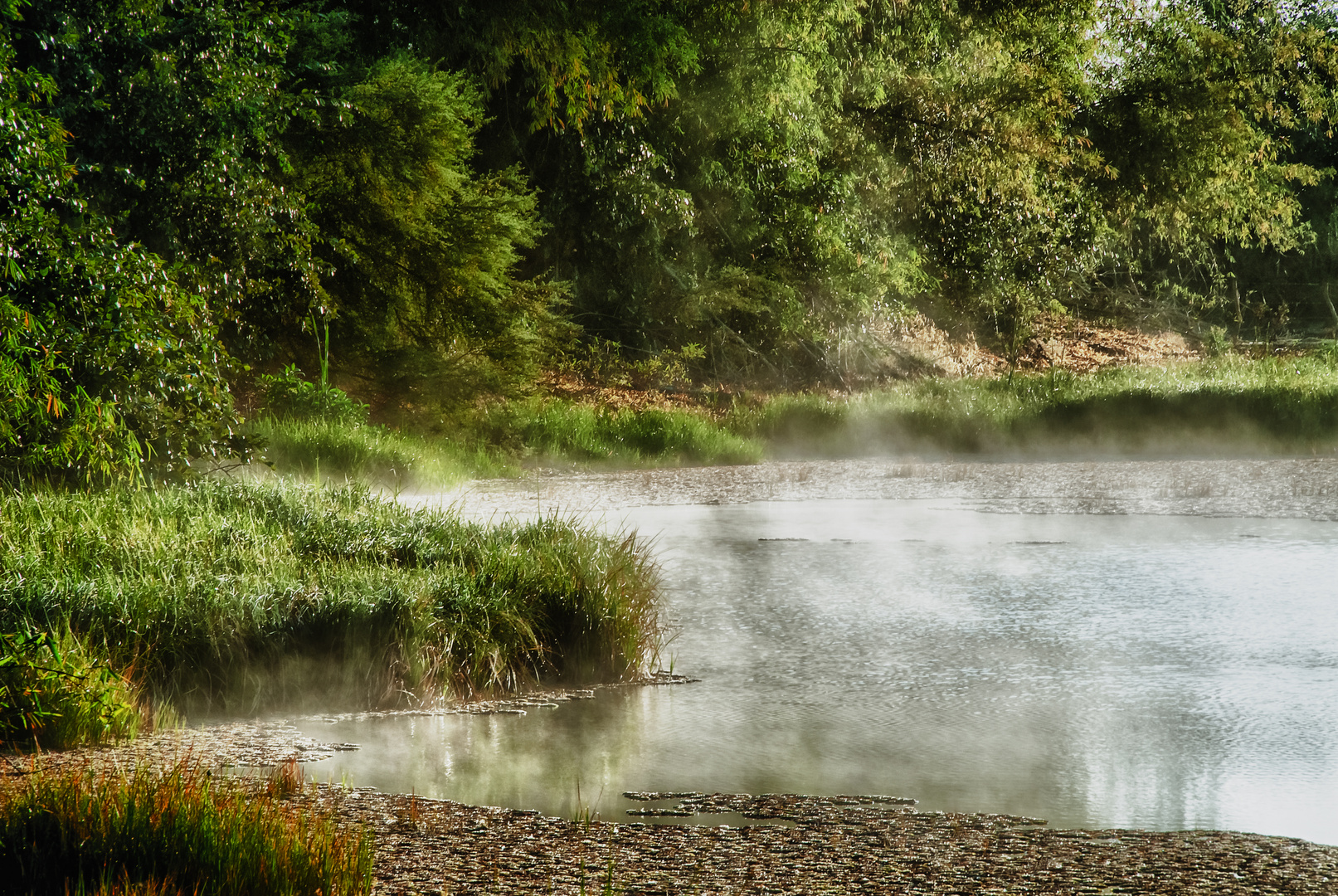 Niebla