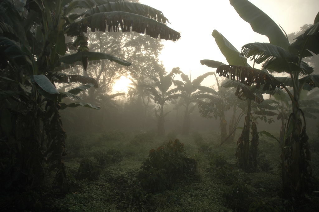 niebla al amanecer