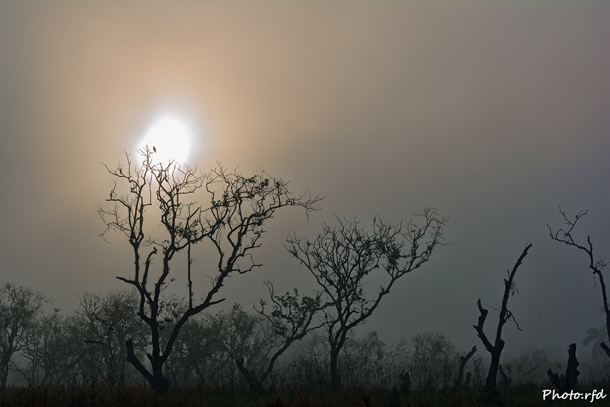 niebla al amanecer